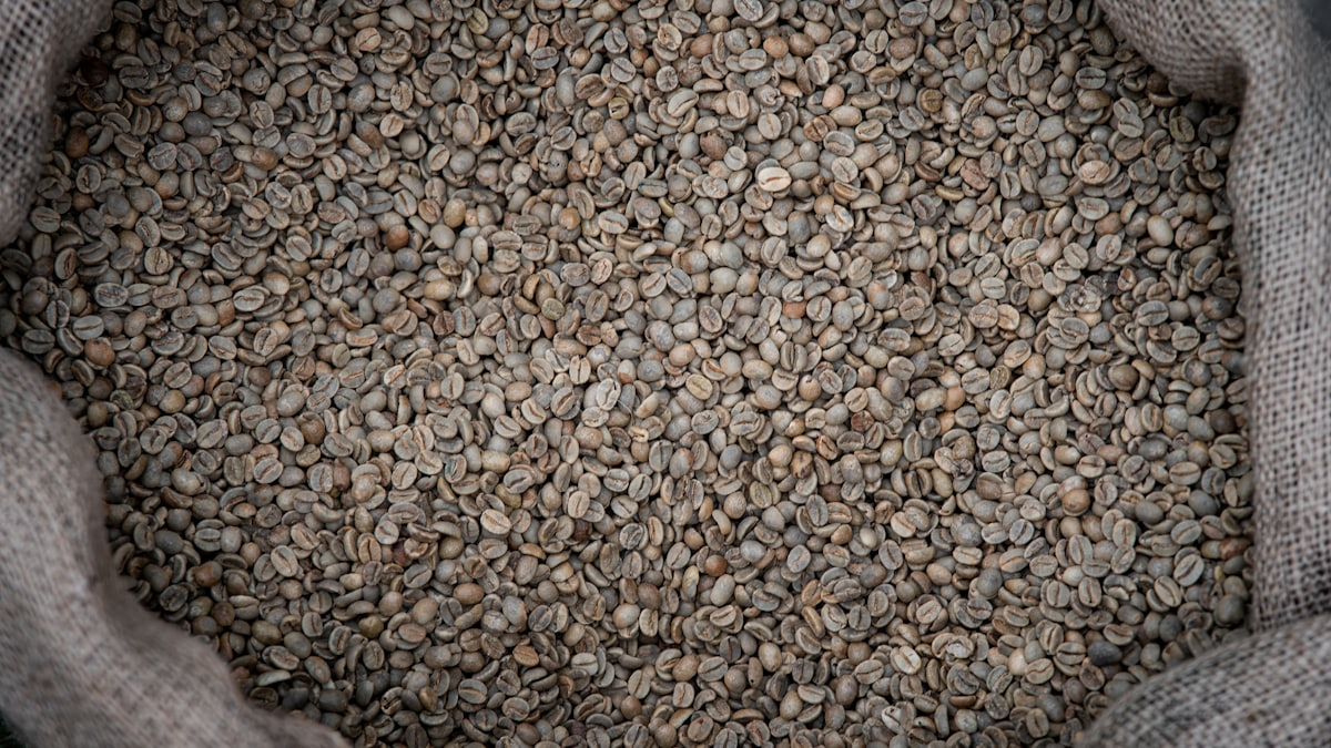 Unroasted green coffee beans in a burlap sack